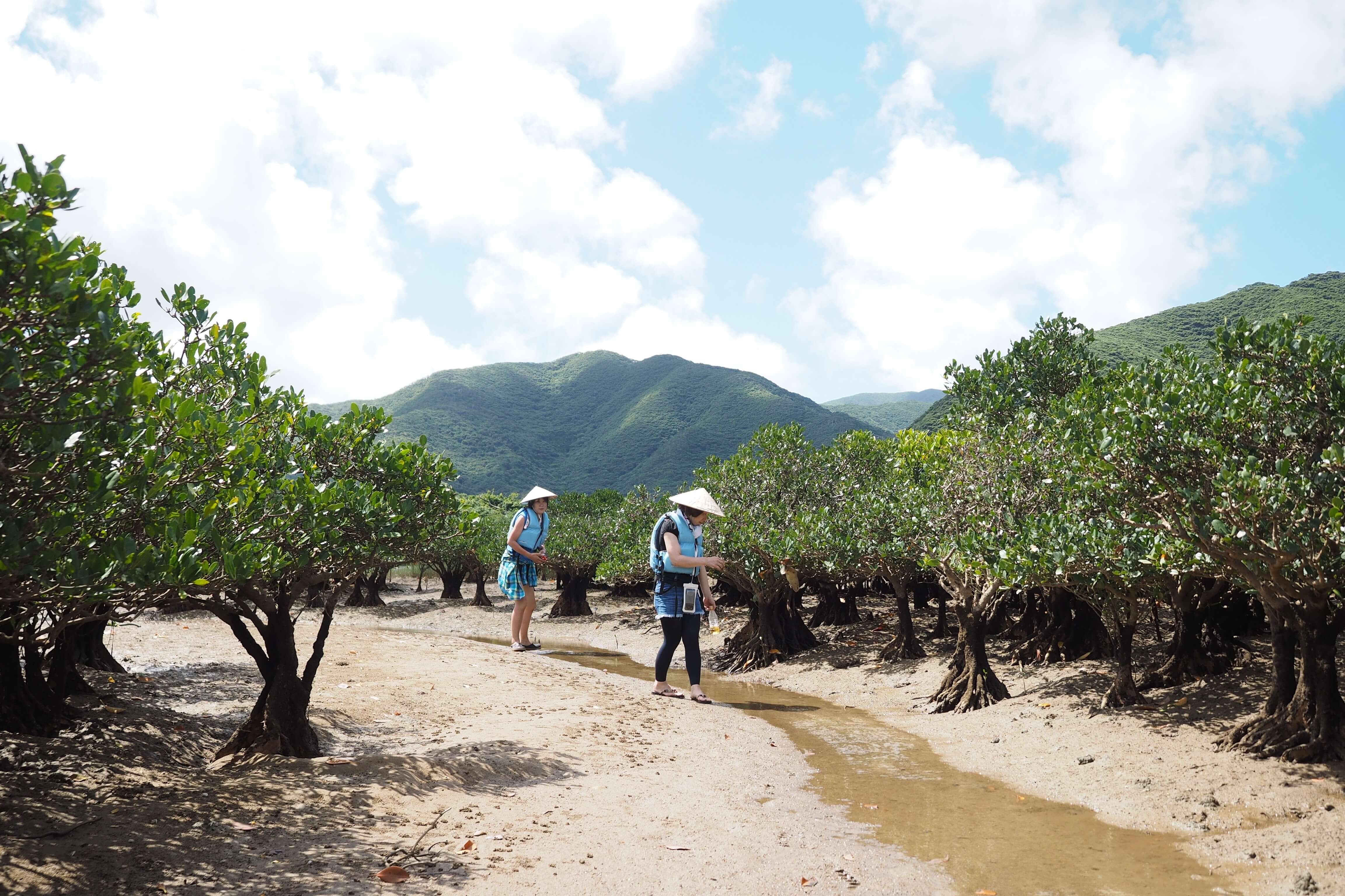 Let's go to the Mangroves in Amami.