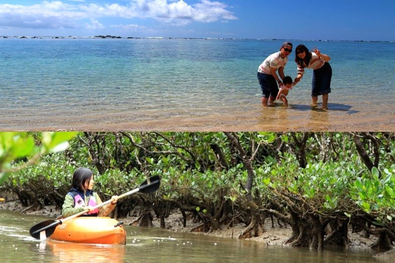 Mangrove Canoeing and the Kakeroma island Tour