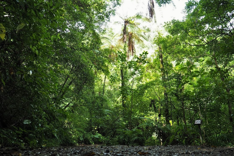 The Mangrove Canoeing and Walking Tour in Kinsakubaru
