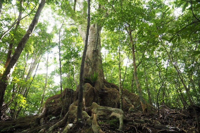 The Mangrove Canoeing and Walking Tour in Kinsakubaru