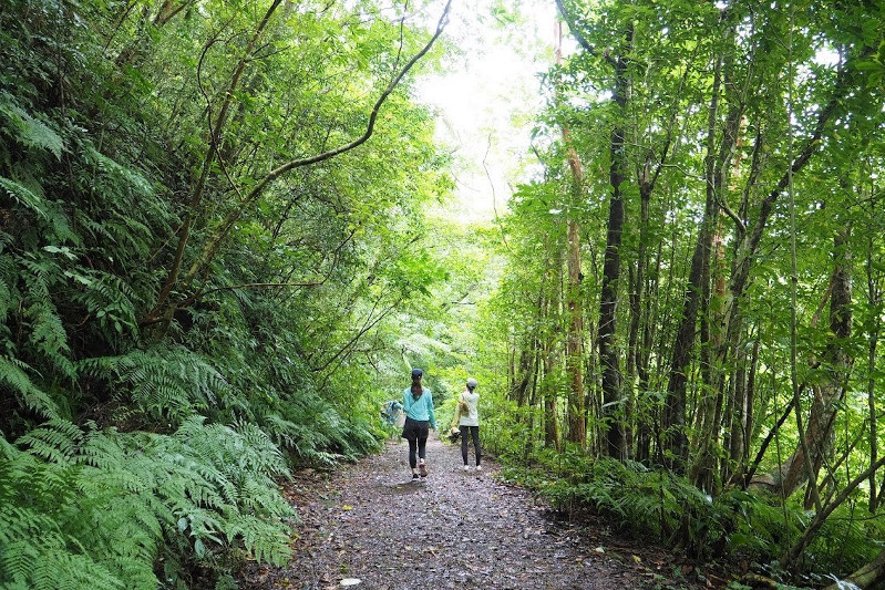 The Mangrove Canoeing and Walking Tour in Kinsakubaru