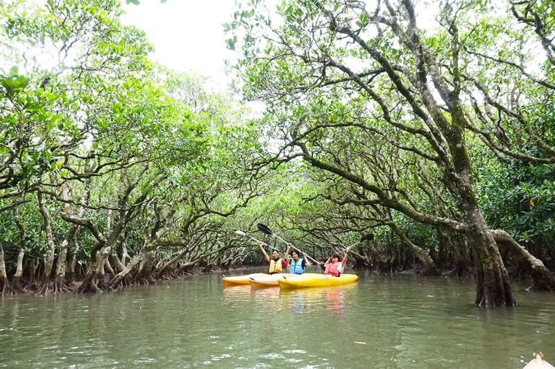 The Mangrove Canoeing, Forests and Fall Tour