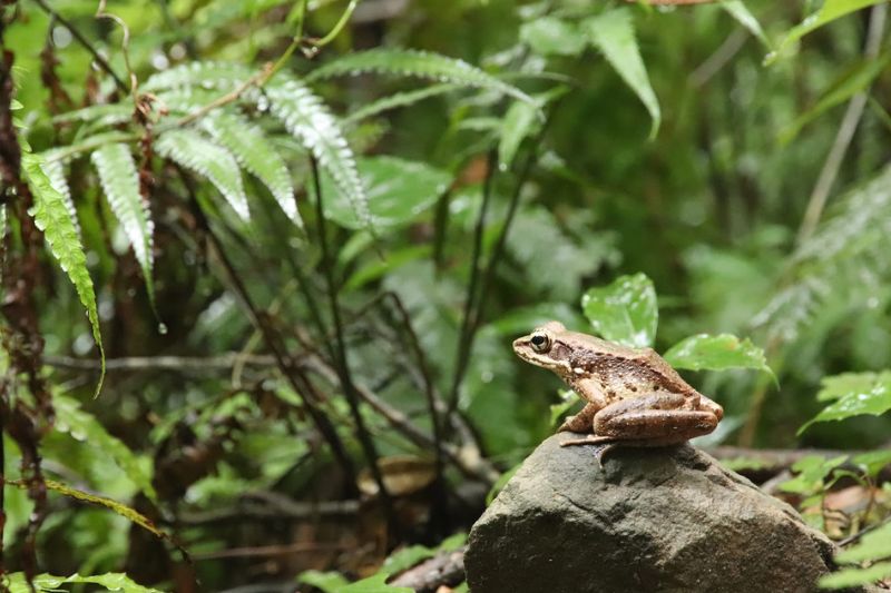 カヌー&金作原ツアー